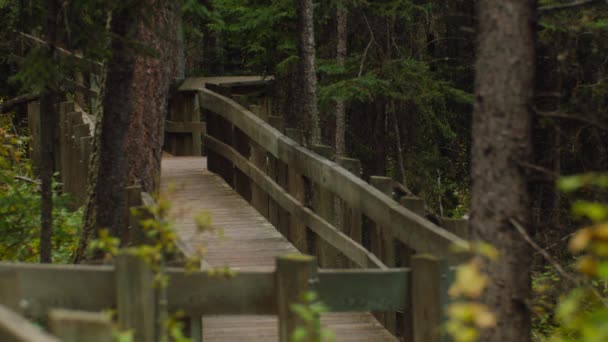 Boardwalk Forest Autumn — Stock video