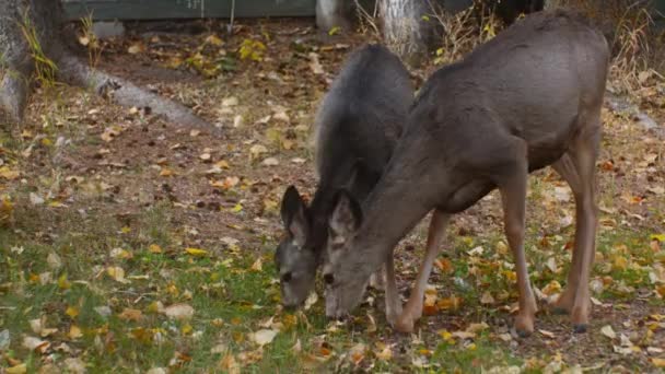 Deer Mother Fawn Grazing Autumn — Stok video