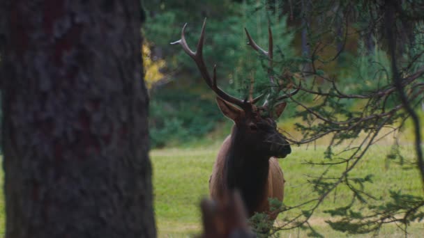 Elk Male Bull Chewing Looking — Video Stock