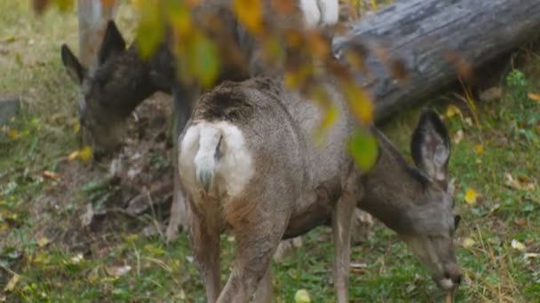 Deer Mother Fawn Grazing Yard Autumn Close — Stock video