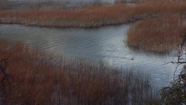 Duck Swimming Pond Tall Yellow Grass — Vídeo de Stock