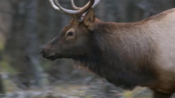 Elk Bull Moving Trough Forest Close — Vídeo de stock