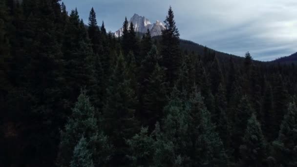 Mountain Pine Tree Forest Approaching — Stock video