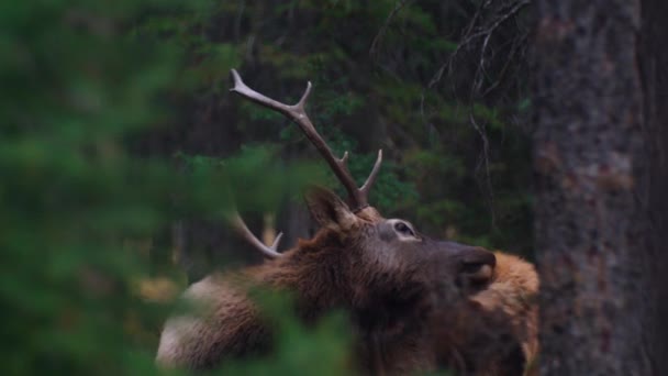 Elk Male Bull Grooming Forest — 图库视频影像