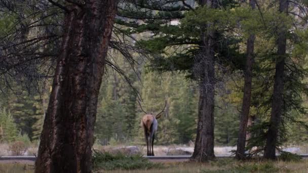 Elk Bull Walking Away Road — Αρχείο Βίντεο