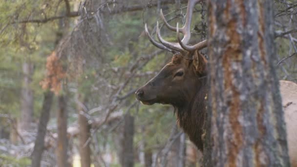 Elk Bull Looking Flies Close — Stockvideo