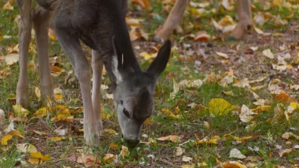Deer Fawn Grazing Autumn Close — Stockvideo