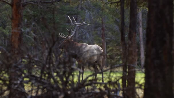 Elk Bull Forest Eye Contact — Video Stock