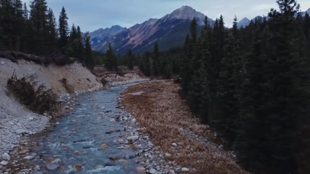 Creek Mountain Pine Tree Forest Approaching — Vídeos de Stock