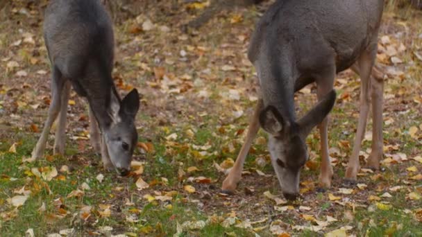 Deer Mother Fawn Grazing Neighborhood Autumn — Vídeo de stock