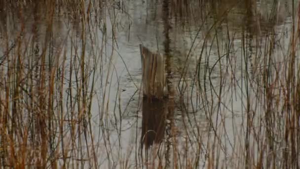 Stump Pond Yellow Grass — Stock video