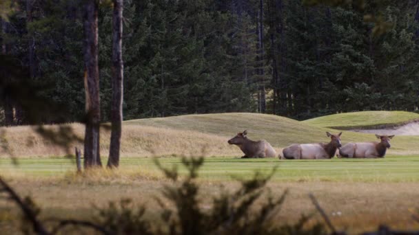 Elk Cows Females Resting Regurgitating Golf Course — Stockvideo