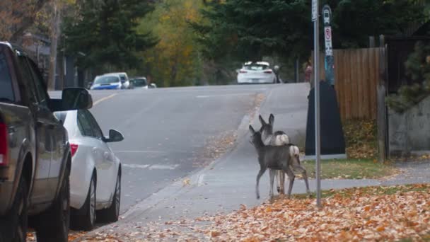 Deer Fawn Walking Street Neighborhood — Αρχείο Βίντεο