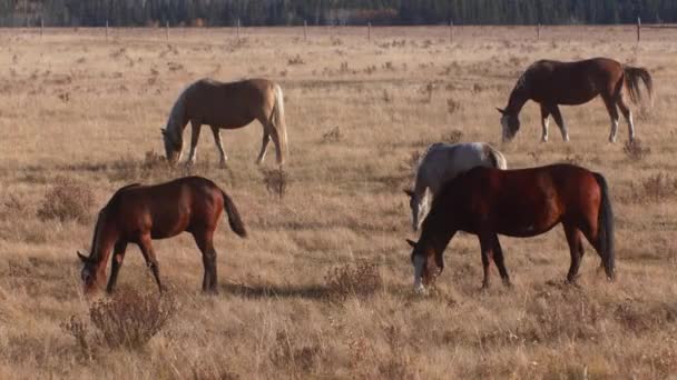 Horses Together Grazing Field Autumn — Vídeos de Stock