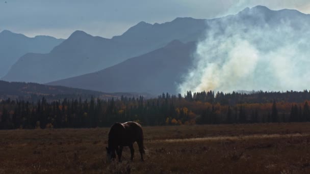 Horse Grazing Fire Mountains Horse Pass — Wideo stockowe