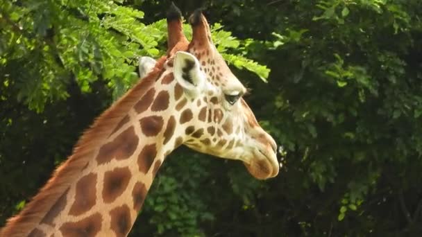 Close Giraffe Head Ruminating Zoo Gimbal — Stockvideo