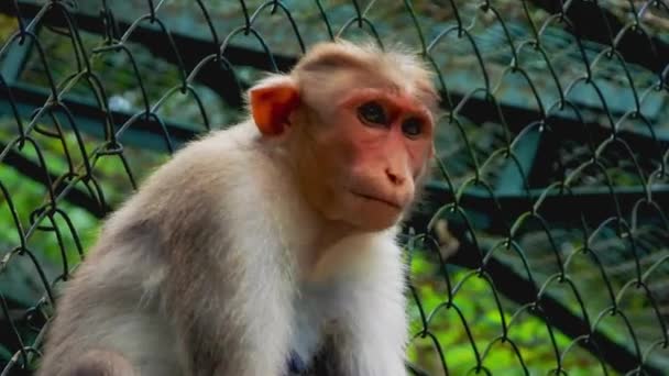 Close Gimbal Shot Sad Looking Monkey Zoo Low Angle — Vídeo de Stock