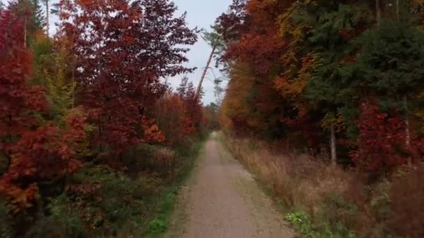 Flying Rural Path Autumn Colored Forest Autumnal Moment — стоковое видео