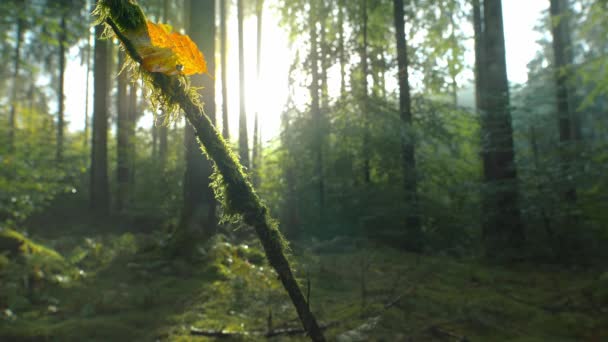 Sunshine Falling Forest Heart Shape Punched Out Leaf Concept Wonderful — Vídeo de stock