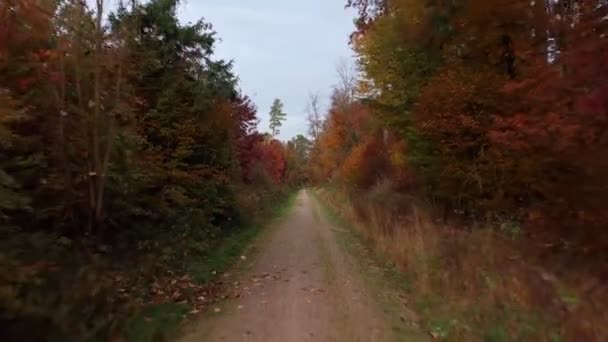 Flying Backward Countryroad Autumnal Forest Nobody View — Video Stock