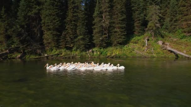Gander Pelicans Floating Group River Island Park Idaho — Vídeos de Stock