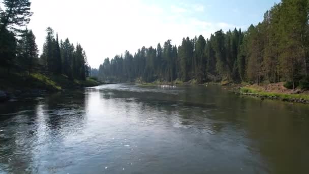 Aerial Drone Shot Beautiful River Moutons Pine Trees All Drone — Stockvideo