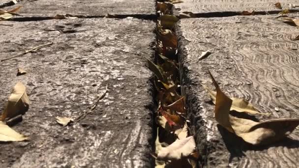 Golden Brown Dry Leaves Lie Cracks Pavement Sidewalk Autumn Fall — Stock video