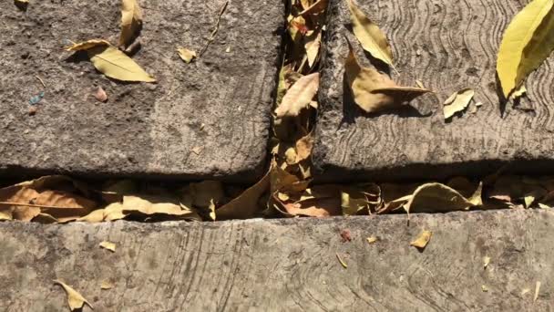 Beautiful Golden Brown Dry Leaves Lie Cracks Sidewalk Autumn Fall — Stockvideo