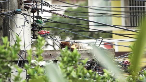 Two Squirrels Eating Food High Ground Electric Pole — Stockvideo