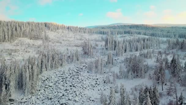 Drone Flying Frozen Pine Forest Sunny Snowy Mountain Slope — Stockvideo