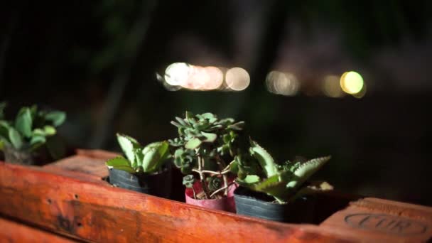 Устойчивая Камера Снимает Три Небольших Растения Пластиковой Ванне Три Сгруппированных — стоковое видео