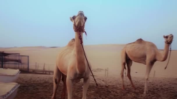 Steadicam Tracking Shot Camel Epic Sunset Orbiting Camel Standing Desert — Vídeo de Stock
