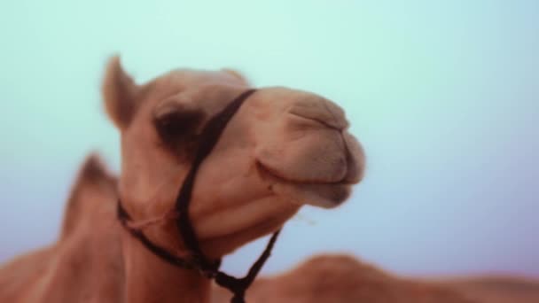 Close Shot Camel Head Standing Desert Uae — Stok Video