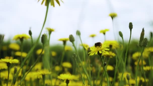 Bee Flying Feeding Wild Yellow Flowers Nectar Pollen — Vídeo de Stock