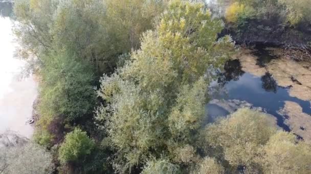 Jezioro Bagienne Drzewami Dron — Wideo stockowe