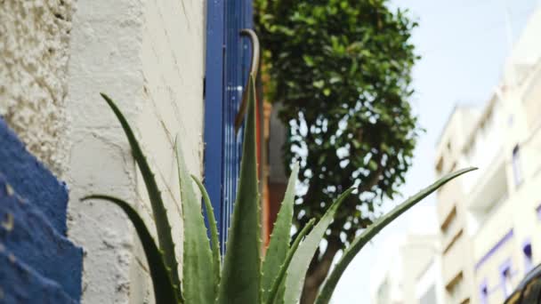 Cactus Plant Beautiful Traditional Mexican Street Mexico City — 비디오