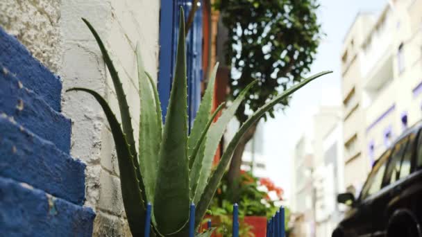 Cactus Plant Traditional Mexican Street Car Parked Mexico City — Vídeo de Stock