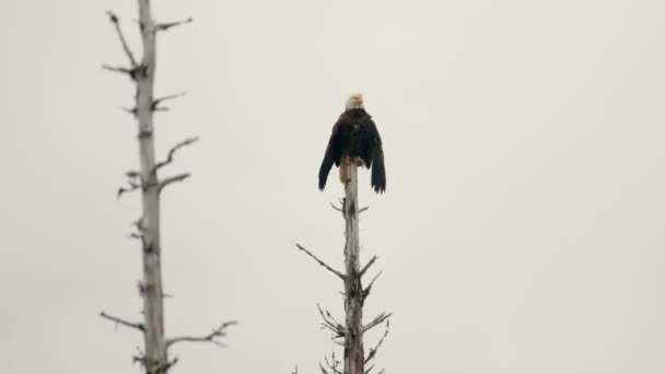 Bald Eagle Perch Top Branchless Tree White Sky Background Static — Stockvideo