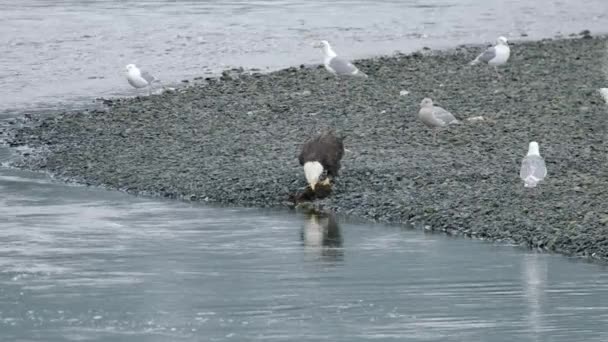 Eagle Feeding Carcass Waves Seagulls Alaska — Stockvideo