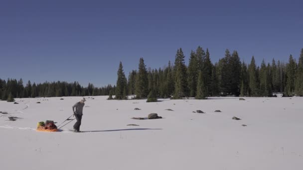 Man Nature Snowshoes His Sled Exploring Wild — Vídeo de Stock
