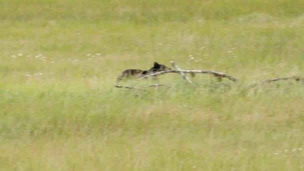 Μαύρη Αρκούδα Τρέχει Grassland Ψηλό Γρασίδι Προς Δάσος Εντοπισμός Βολής — Αρχείο Βίντεο