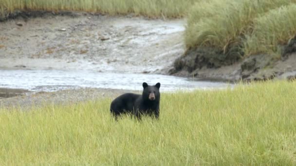 Black Bear Walking Grassy Field River Alaska Wide Shot — ストック動画