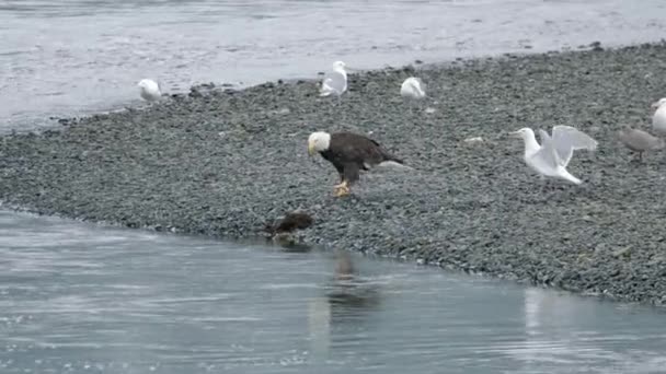 Bald Eagle Eating Dead Animal Rocky Shore Seagulls Close — Stok Video