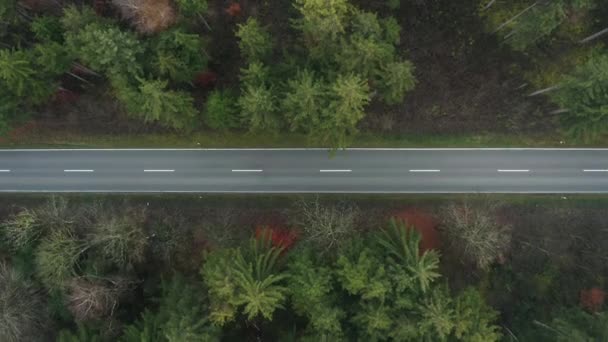 Straight Street Foggy Forest Top Shot Rising Drone — Vídeos de Stock