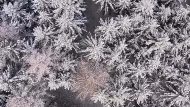 Snowy Treetops Conifer Forest Aerial Top Shot Winter Season — Stockvideo