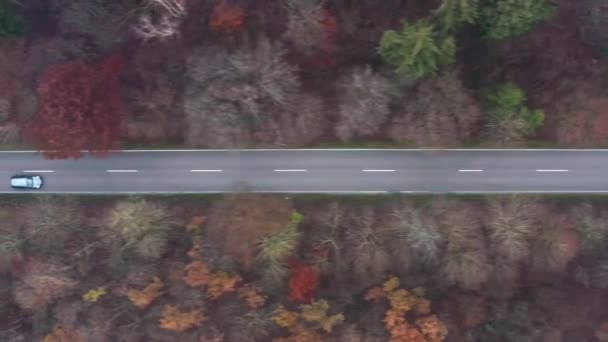 Black Car Drives Fast Misty Forest Fly Shot Drone — Vídeo de Stock