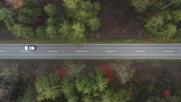 Tracking Car Which Driving Road Forest — Video Stock