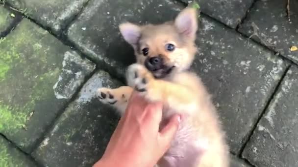 Belly Rubbing Tickling Adorable Pomeranian Puppy Pet Dog Cute Paws — Stock Video