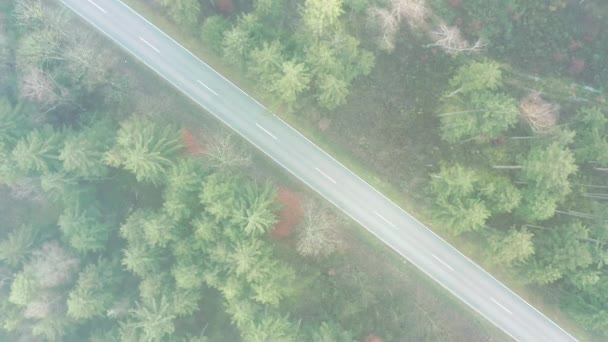 Helix Shot Green Conifer Forest Autumn Driving Car — Vídeo de Stock
