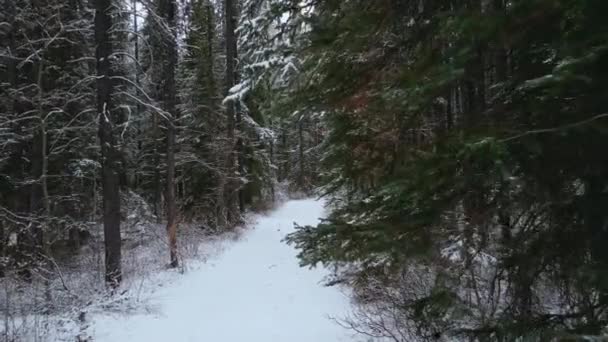 Pine Forest Road Snow Close — Stock videók